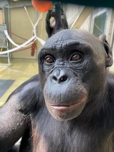 Apes Share Human Ability to Imagine /PHOTO 3