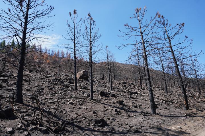 LoyaltonFire
