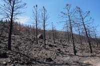 LoyaltonFire