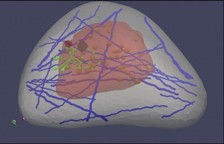 The Virtual Breast