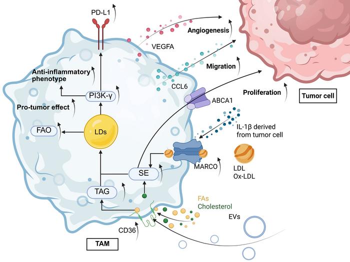 LD biogenesis and functions in TAMs
