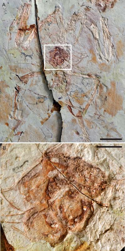 <i>Enantiornithes indet</i>