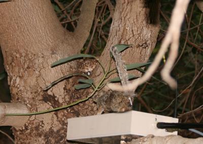 Robosquirrel and Snake