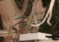 Robosquirrel and Snake