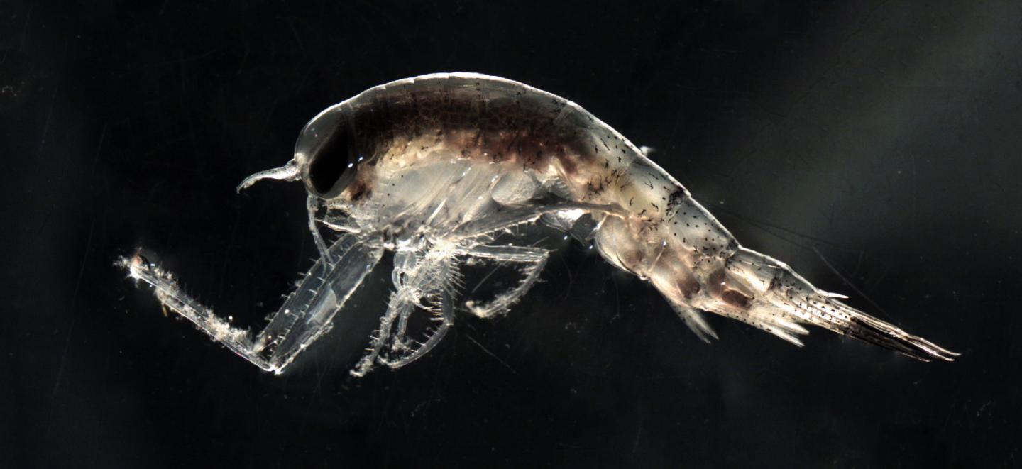 Themisto Libellula