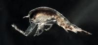 Themisto Libellula