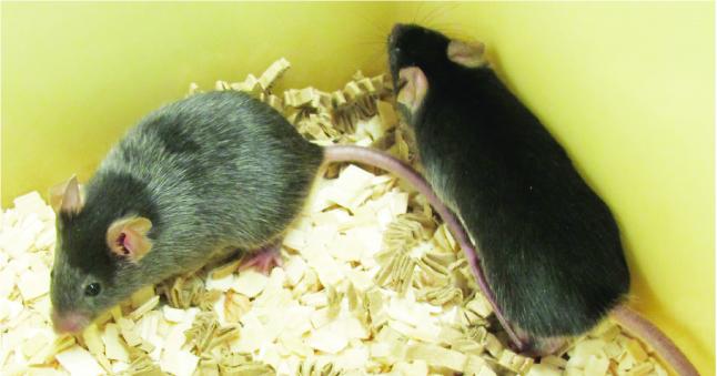 Aging Mice