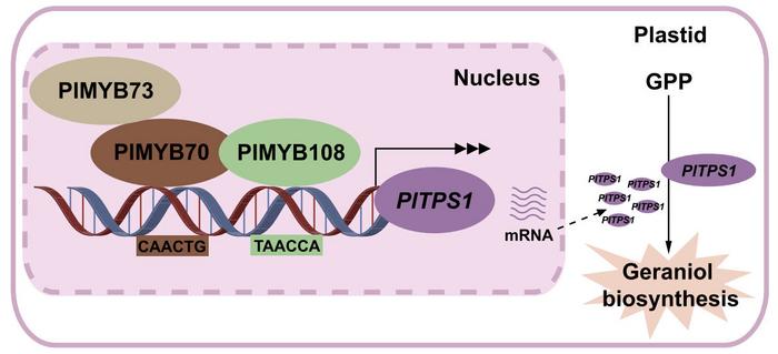 The proposed working model of geraniol biosynthesis in P. lactiflora by the PlMYB73–PlMYB70–PlMYB108 transcription complex.