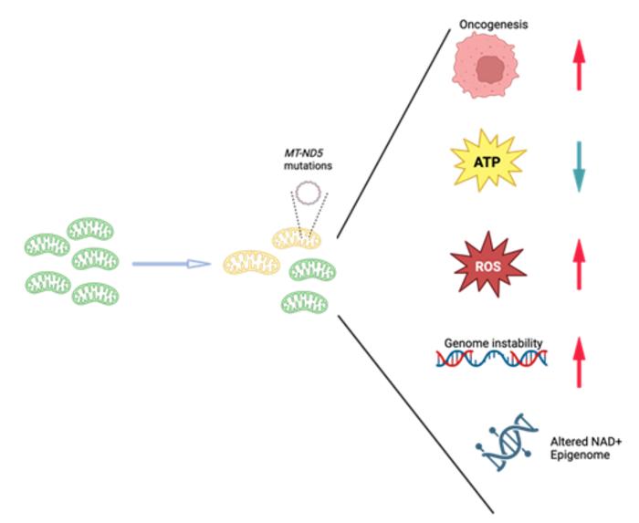 Heteroplasmic MT-ND5 mutations introduce systematic impact on cells.