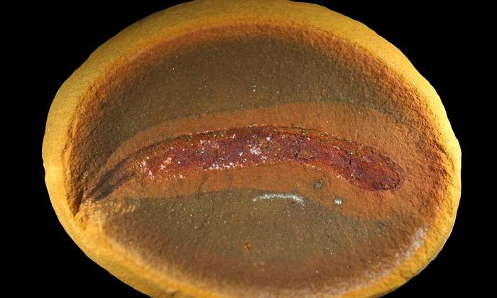 Fossil embolomere