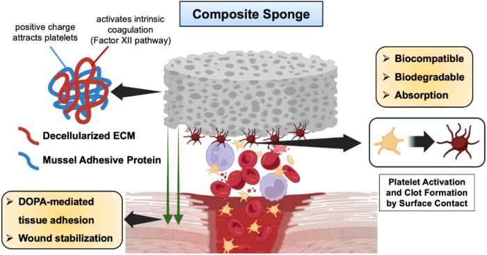 Schematic illustration of the absorbable adhesive composite hemostatic sponge based on mussel adhesive protein and decellularized extracellular matrix