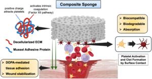 Schematic illustration of the absorbable adhesive composite hemostatic sponge based on mussel adhesive protein and decellularized extracellular matrix