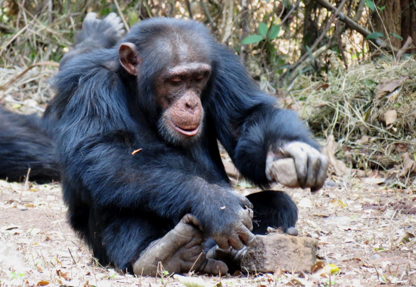 Tool Use by Primates