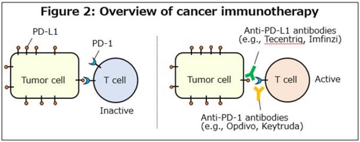 Overview of cancer immunotherapy targeting the PD-1/PD-L1 pathway