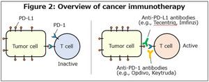 Overview of cancer immunotherapy targeting the PD-1/PD-L1 pathway