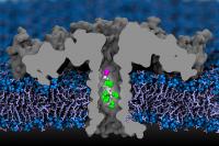 Aerolysin Nanopore