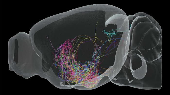 Three-dimensional view of neuronal groups with different axonal projection patterns
