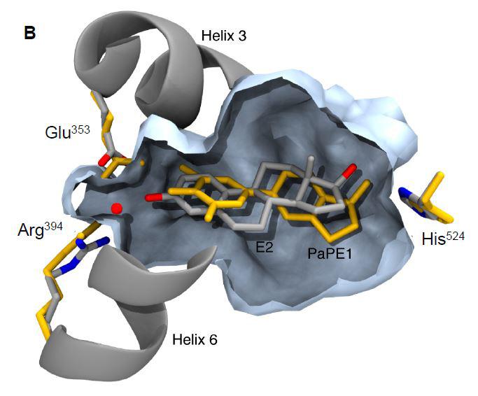 Designer Estrogen May Offer Safer Alternative to Hormone Therapy