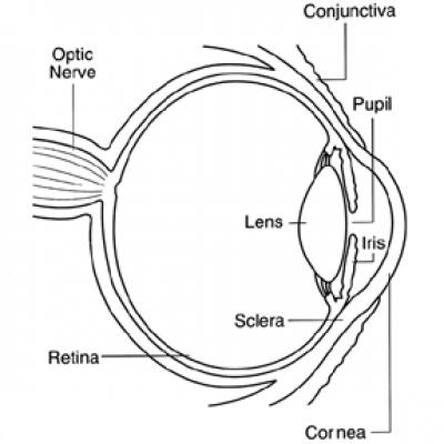 Cornea
