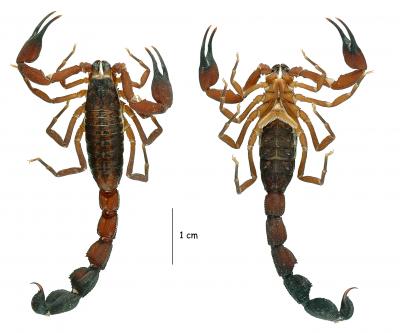 <i>Tityus (Atreus) crassicauda</i> (1 of 2)