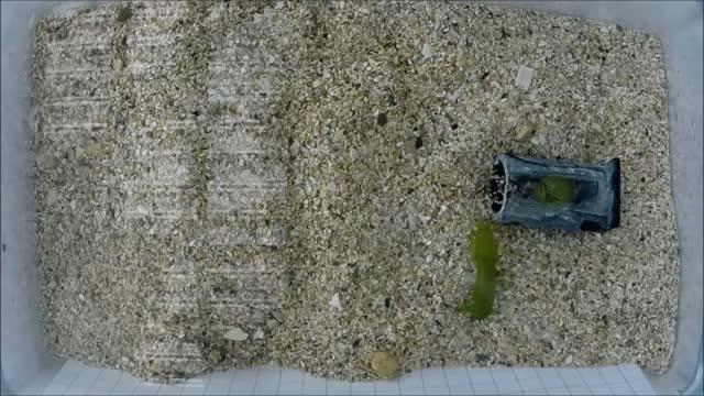 Fight between mantis shrimps over a burrow