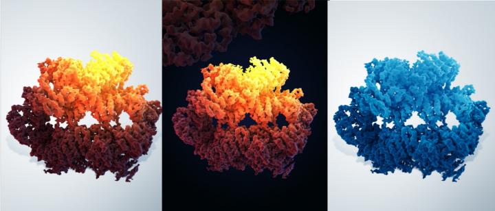 Three-dimensional structure of the yeast Mec1-Ddc2 complex