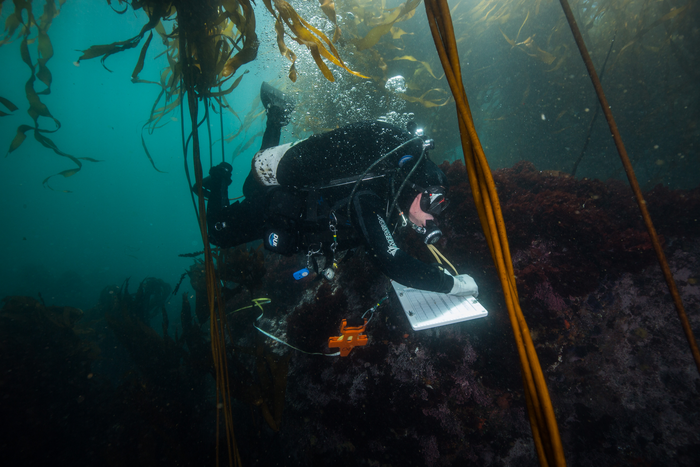 Diver survey