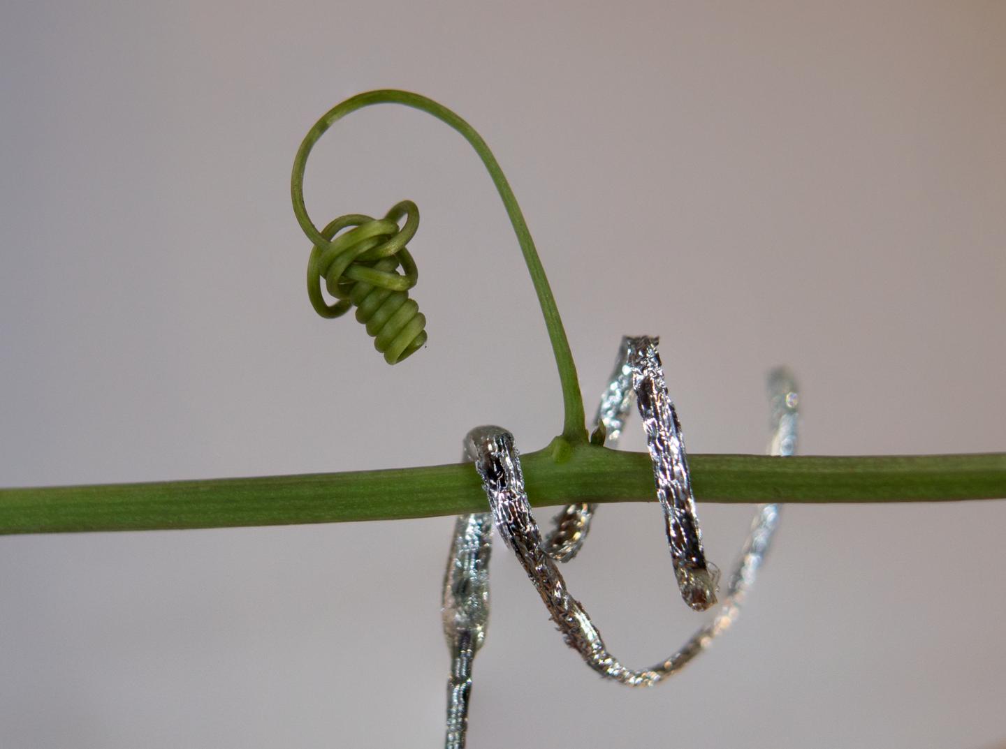 The Tendril-Like Soft Robot