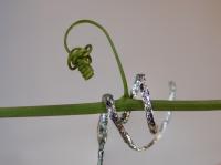 The Tendril-Like Soft Robot