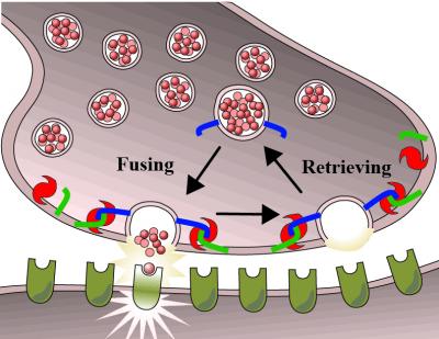 Botox, SNAREs and Brain Cell Communication