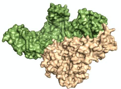 HIV Enzyme Structure