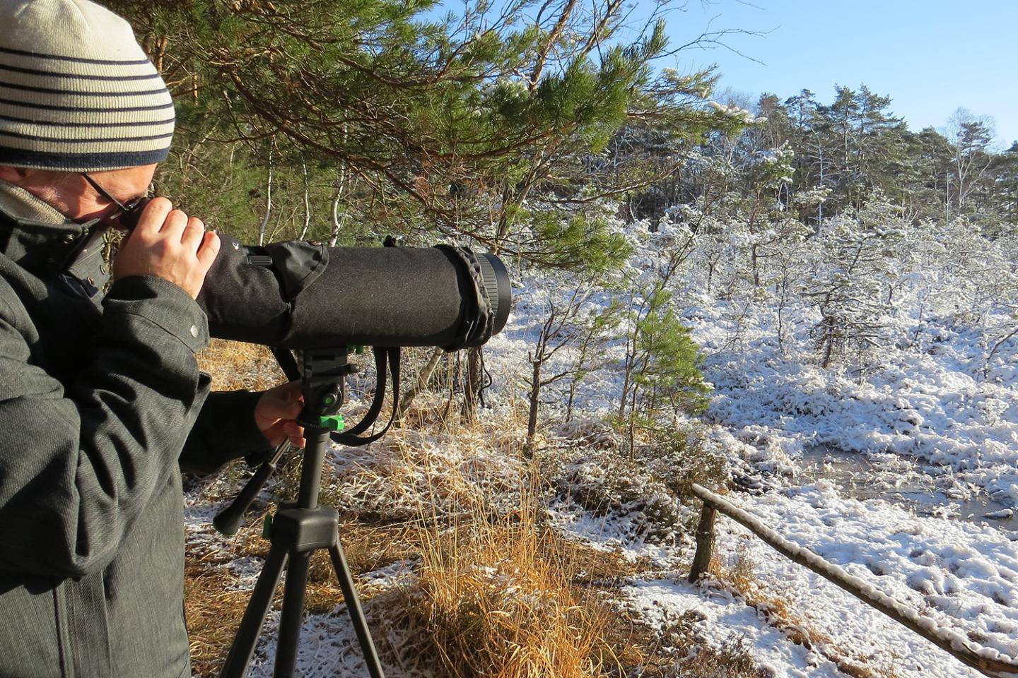 Observing Birds