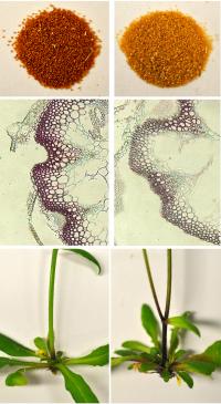 Plant Results