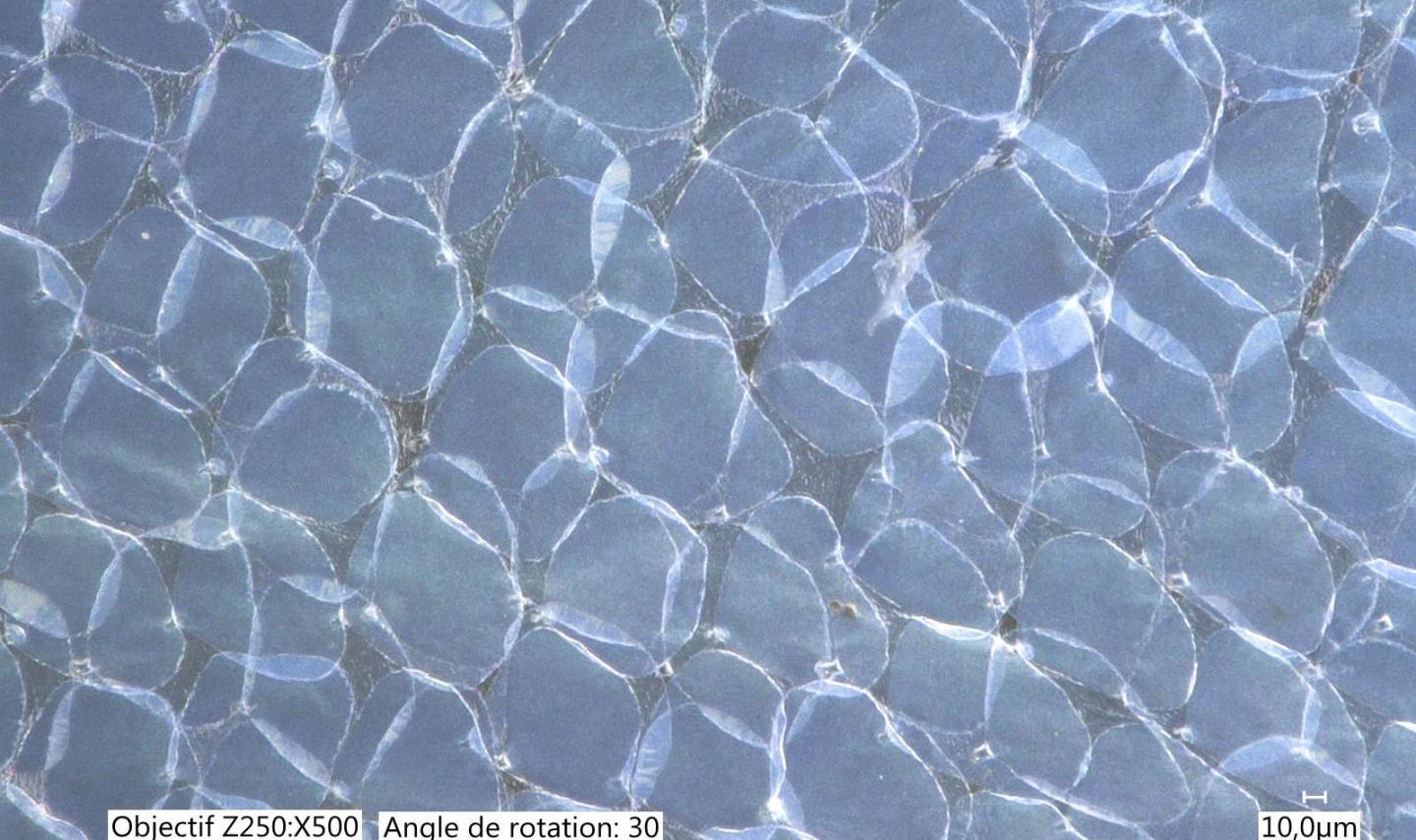 Pseudophalde cotta wing