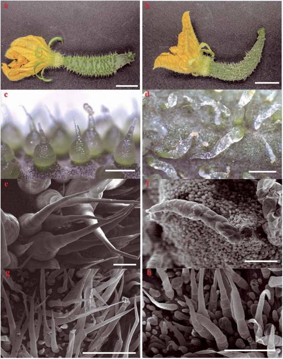 Functional verification of CsTs in cucumber.