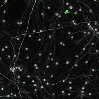 iN Mitochondria