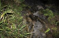 Type Locality of the New Crab Species and Genus Yuebeipotamon calciatile