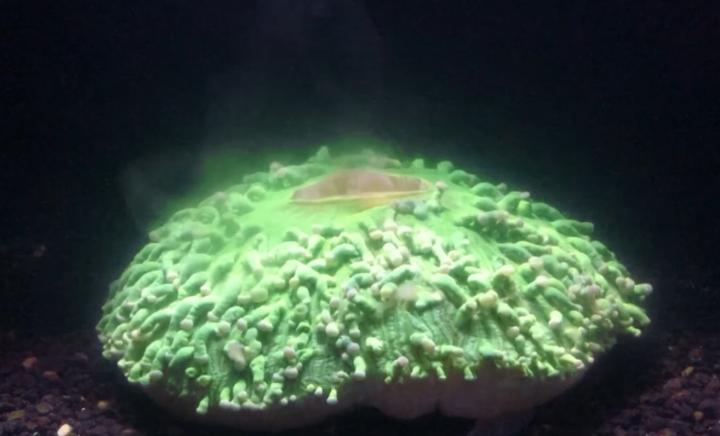 <em>Heliofungia</em> Bleaching Behavior 2