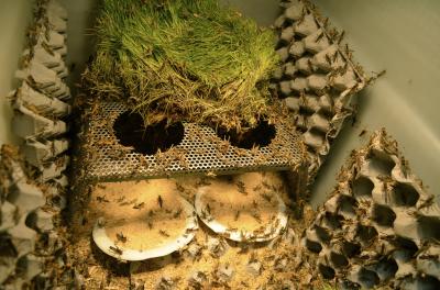 Study of Locust Diets