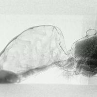 Folded Intersegmental Membrane (FIM) in a Honey Bee Abdomen