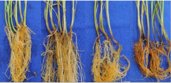 Soil bacteria protect wheat from pathogenic fungus