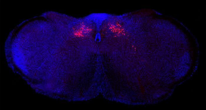 Inflammation Control Center