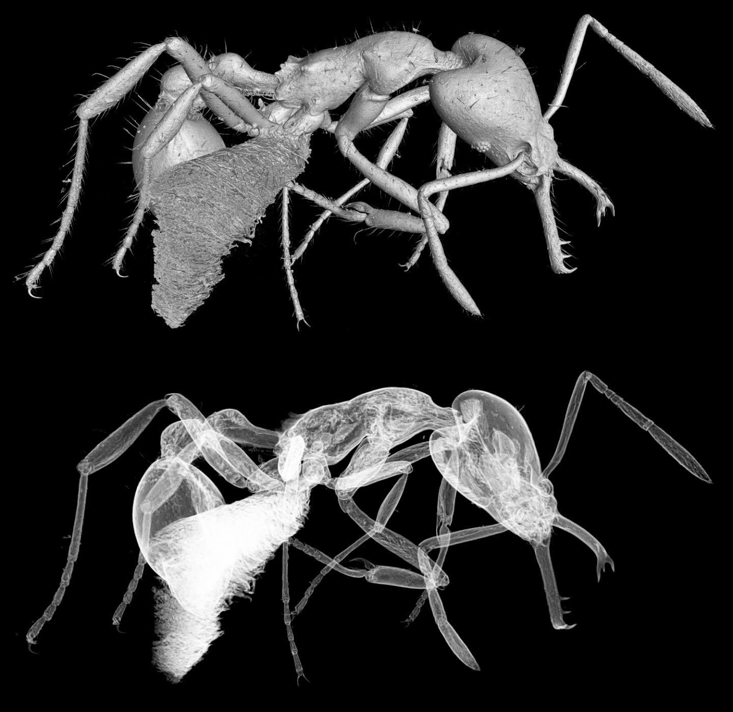 A micro-CT scan of Strumigenys ayersthey