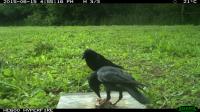 Crows Help 