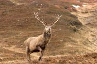 Rewilding Deer