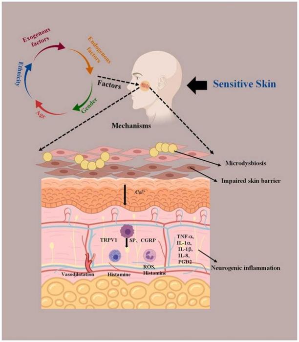 The key factors and the main underlying pathophysiological mechanisms contributing to sensitive skin was displayed.