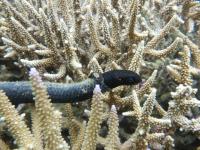 Turtle-Headed Seasnake (3 of 3)