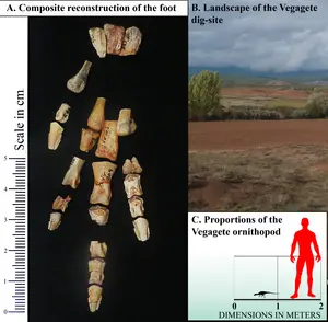 Foot skeleton, location and size indication of Foskeia pelendonum