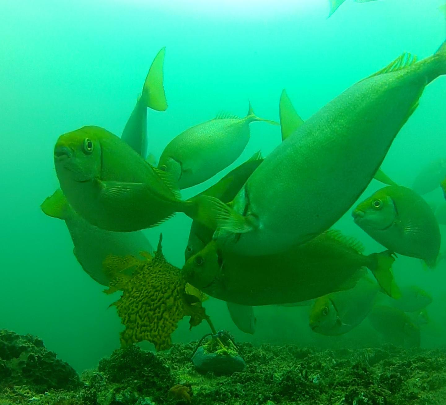 Rabbitfish