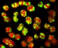 Cloroplastos vistos al microscopio